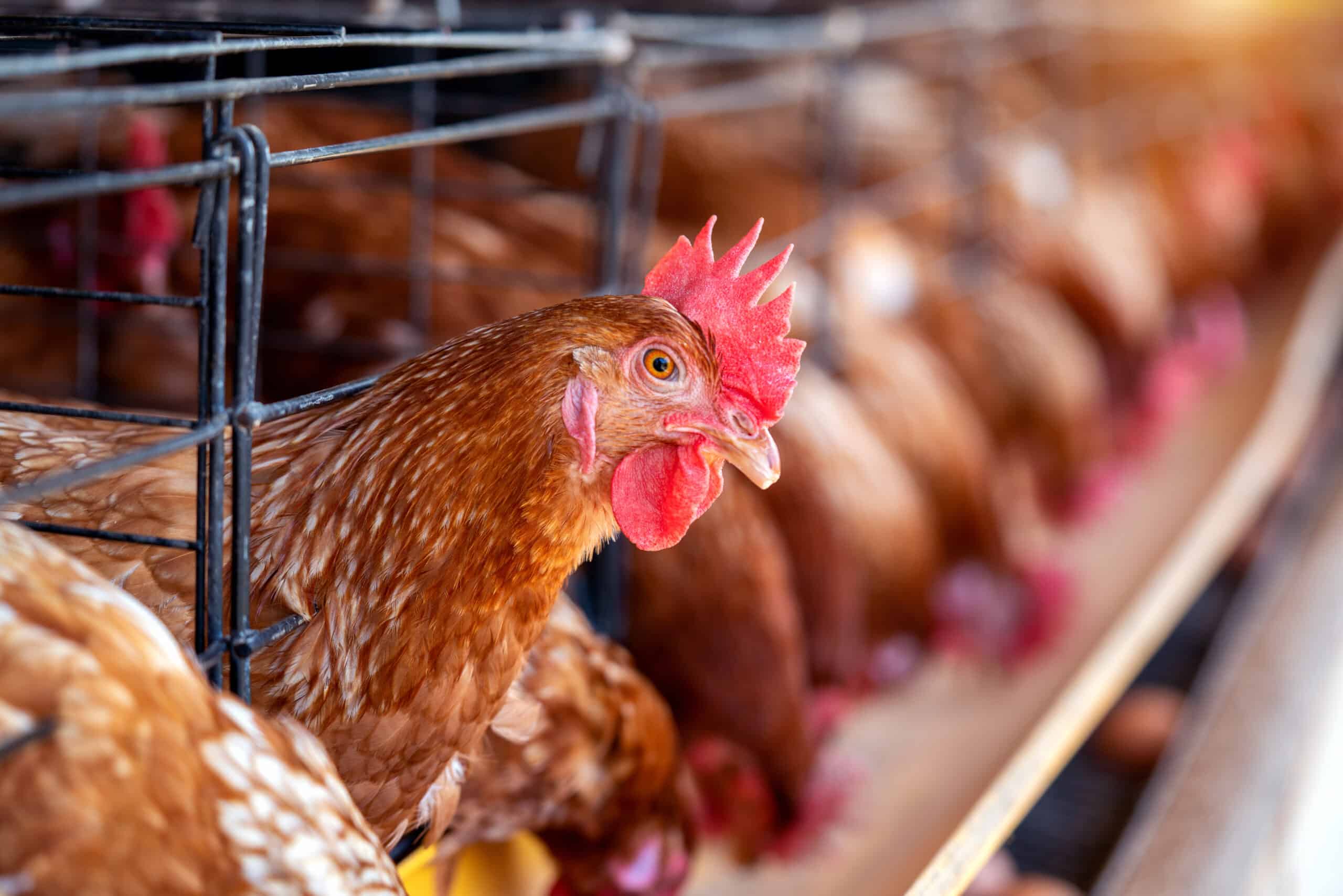 poule pondeuse